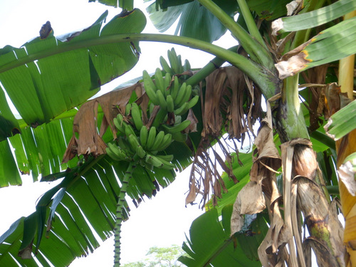 Green Bananas on a tree.